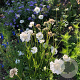 Scabiosa caucasica 'Miss Willmott' GM P9