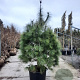 Pinus wallichiana 175-200 cm cont. 95L