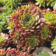 Sempervivum mixed GM P9