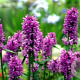 Stachys officinalis 'Ukkie' GM P9