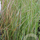 Stipa arundinacea GM P9