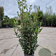 Quercus ilex 80-100 cm 5,0L