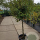 Quercus ilex 100 cm stam container 12-14