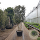 Quercus ilex 250-300 cm cont. 230L paraplu