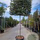 Quercus ilex 180 cm stam container 20-25 lei 150x120