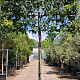 Quercus ilex 180 cm stam container 20-25 lei 150x120