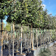 Quercus ilex 180 cm stam container 16-18 lei 180x120