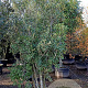 Quercus ilex 200-250 cm container 80 stam