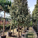 Quercus ilex 250-300 cm container meerstammig 