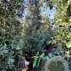 Quercus ilex 300-350 cm container meerstammig