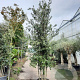 Quercus ilex 300-350 cm cont. 70L meerstammig