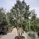 Quercus ilex 300-350 cm cont. 230L paraplu