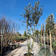 Quercus ilex 350-400 cm cont. 130L meerstammig