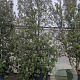 Quercus ilex 600-700 cm container