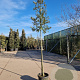 Quercus ilex 150 cm stam container 6-8 leiboom