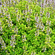 Thymus citriodorus 'Aureus' GM P9