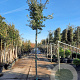 Quercus ilex 180 cm stam container 16-18 leiboom