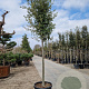 Quercus ilex 180 cm stam container 18-20 leiboom