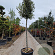 Quercus ilex 180 cm stam container 18-20 leiboom