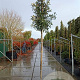 Quercus ilex 200 cm stam container 8-10