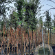 Quercus ilex 200 cm stam container 16-18 leiboom
