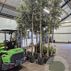 Quercus ilex 10-12 HO 35L