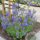 Veronica austriaca 'Royal Blue' GM P9