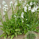 Veronica gentianoides 'Pallida' GM P9