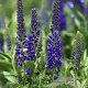 Veronica longifolia ' Deep Blue' GM P9