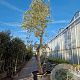 Quercus suber 450-500 cm cont. 500L