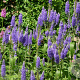 Veronica longifolia 'Blauriesin' GM P9