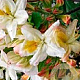 Rhododendron (AP) 'Daviesii' 30-40 cm 5,0L met knop