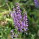 Veronica longifolia 'Sonja' GM P9
