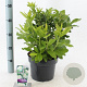 Rhododendron (AK) 'Persil' 30-40 cm 5,0L