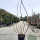 Rhus typhina 'Dissecta' 200-250 cm 35L