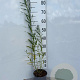 Salix fragilis 60-80 cm 2,0L