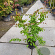 Parrotia persica 175-200 cm container meerstammig