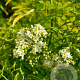 Sambucus nigra Golden Tower 200-250 cm draadkluit struik