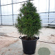 Sciadopitys verticillata 80-100 cm container