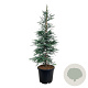 Sequoia semp. 'Steel Blue' 170-200 cm cont. 55L extra