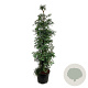 Sequoia s. 'Winter Blue' 200-225 cm cont. 70L extra
