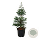 Sequoiadendron g. 'Glaucum' 125-150 cm cont. 55L extra