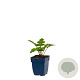Acanthus mollis GM  P11
