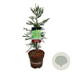 Sequoiadendron g. 'H. Mammoth Two' 60-80 cm P26