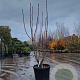 Sorbus 'Dodong' 175-200 cm 45L meerstammig solitair