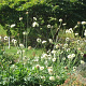Cephalaria gigantea GM  P11