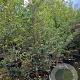Styrax japonicus 200-250 cm container meerstammig