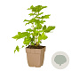 Filipendula ulmaria GM  P11