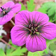 Geranium 'Ann Folkard' GM  P11