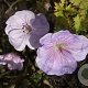 Geranium sang. Frivolius Lilac GM  P11